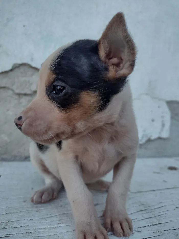 Gato ra a Exótico idade Abaixo de 2 meses nome Não tem nome 