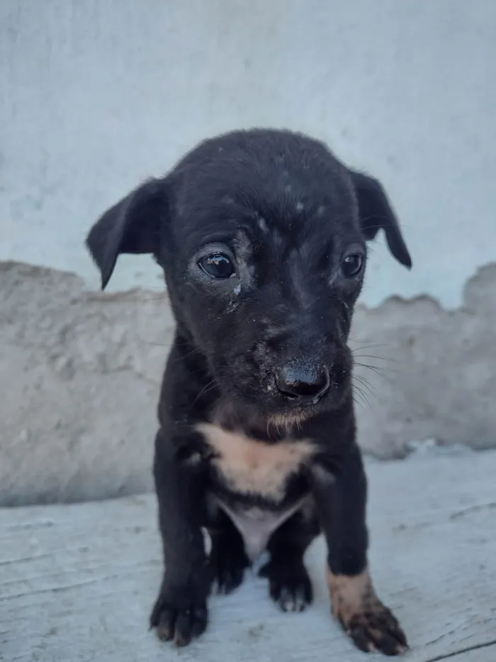 Gato ra a Exótico idade Abaixo de 2 meses nome Não tem nome 