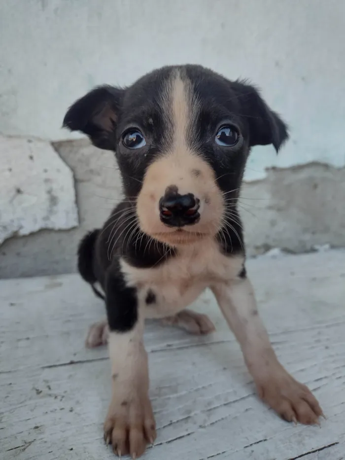 Gato ra a Exótico idade Abaixo de 2 meses nome Não tem nome 