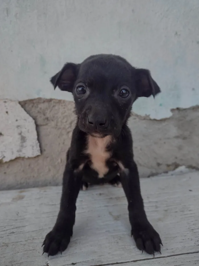 Gato ra a Exótico idade Abaixo de 2 meses nome Não tem nome 