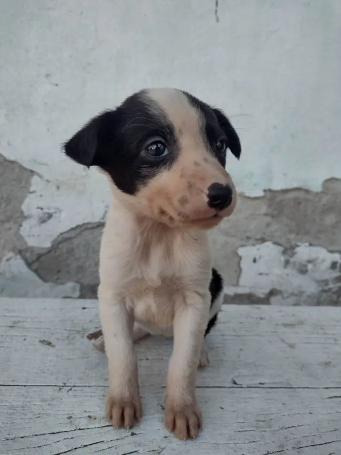 Gato ra a Exótico idade Abaixo de 2 meses nome Não tem nome 