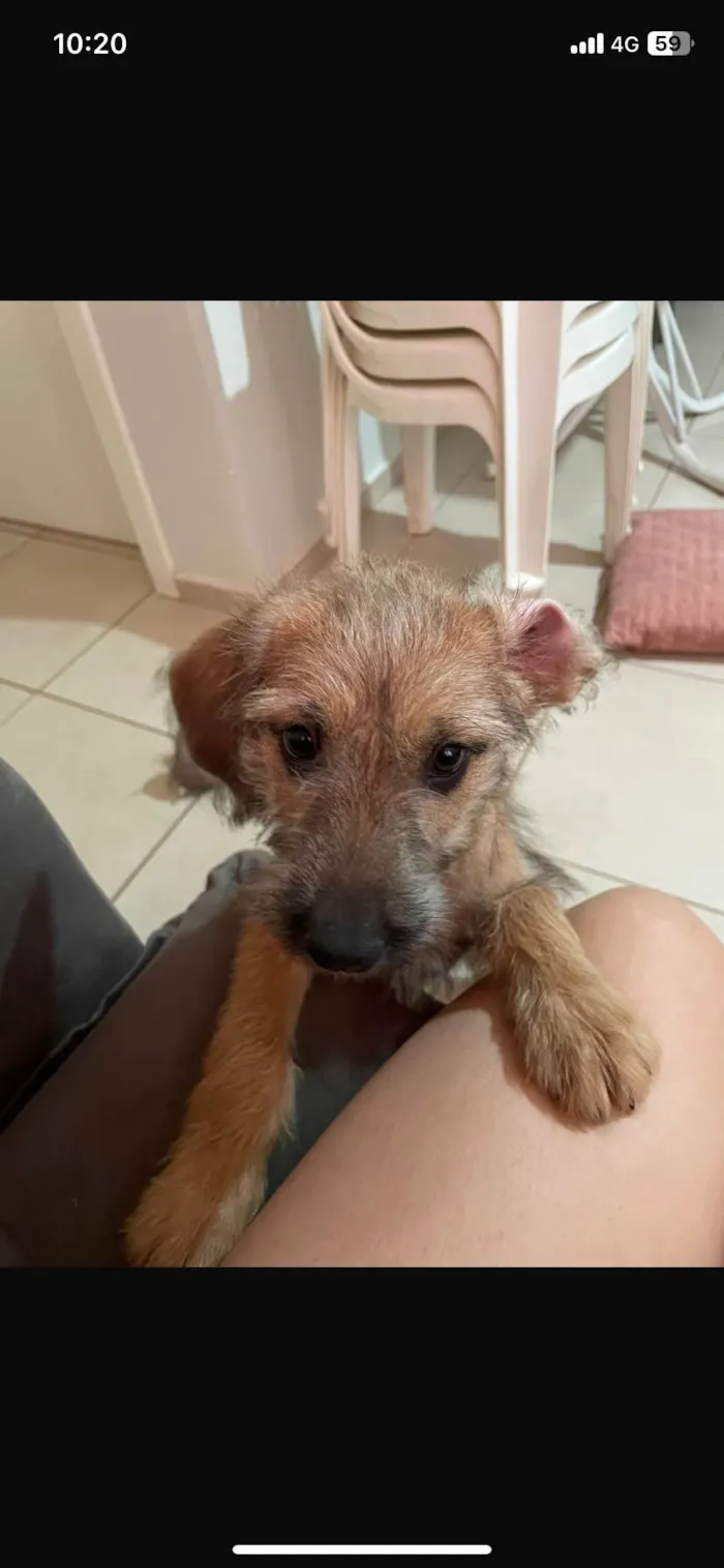 Cachorro ra a SRD-ViraLata idade 2 a 6 meses nome Penelope 