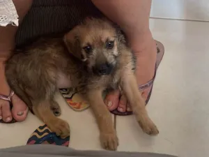 Cachorro raça SRD-ViraLata idade 2 a 6 meses nome Penelope 