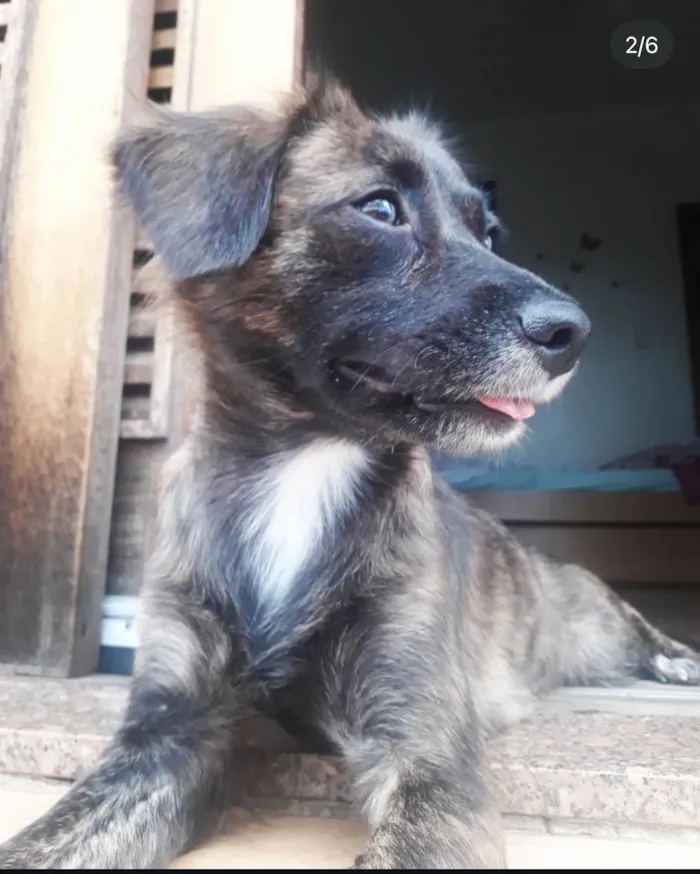 Cachorro ra a SRD-ViraLata idade 5 anos nome Moana