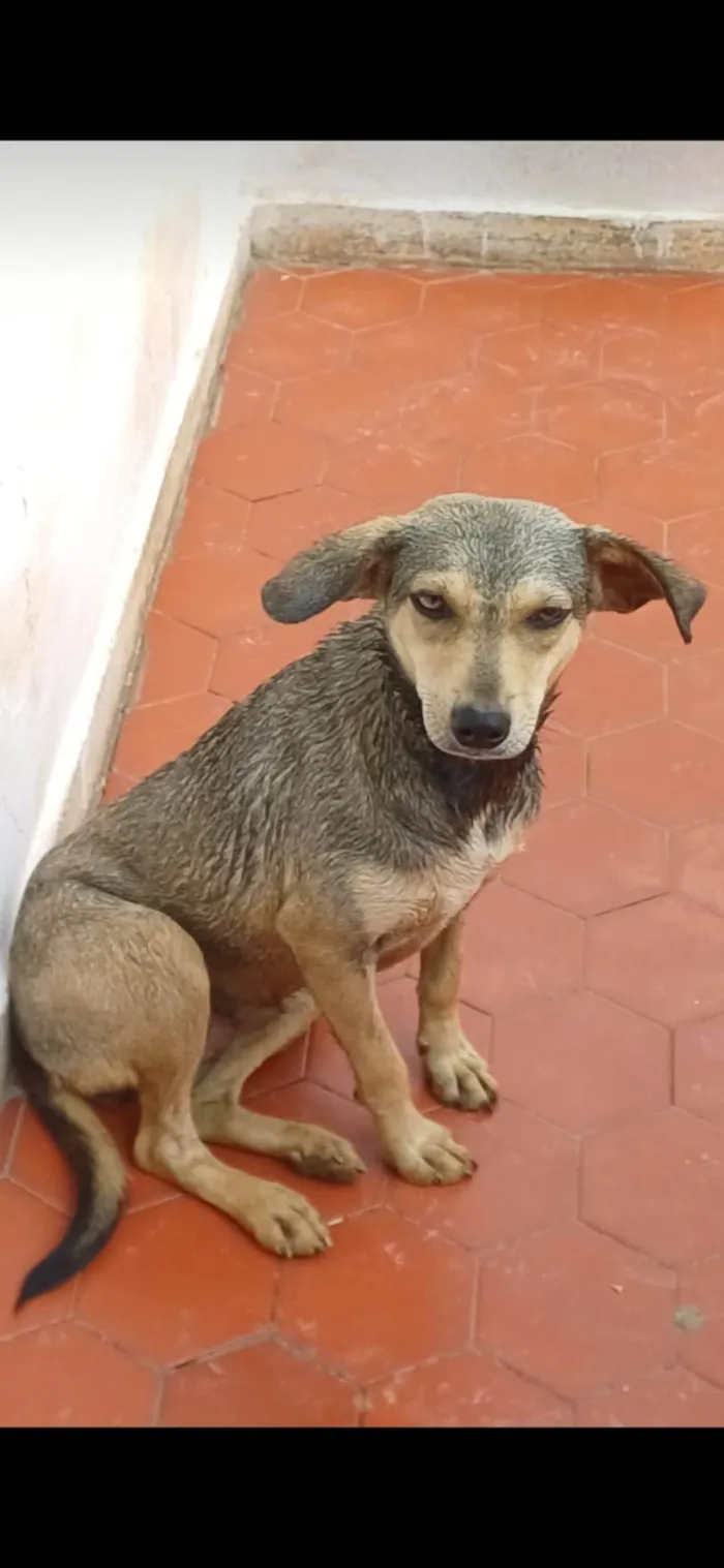 Cachorro ra a SRD-ViraLata idade 2 anos nome Mila