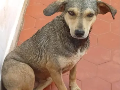 Cachorro raça SRD-ViraLata idade 2 anos nome Mila