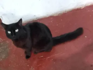 Gato raça SRD-ViraLata idade 6 ou mais anos nome Thor 