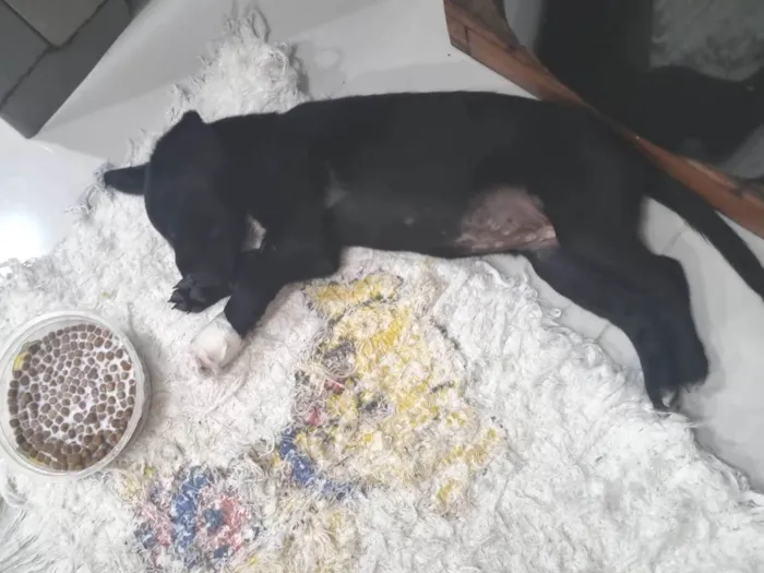 Cachorro ra a SRD-ViraLata idade Abaixo de 2 meses nome Pretinha 