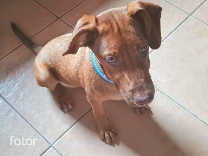 Cachorro ra a SRD-ViraLata idade 2 a 6 meses nome Romero