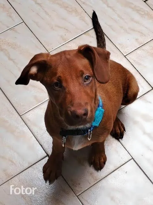 Cachorro ra a SRD-ViraLata idade 2 a 6 meses nome Romero