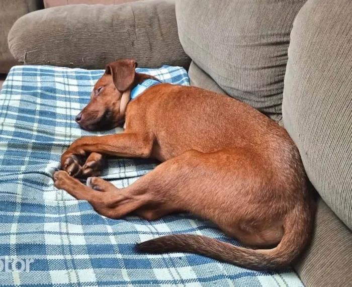 Cachorro ra a SRD-ViraLata idade 2 a 6 meses nome Romero