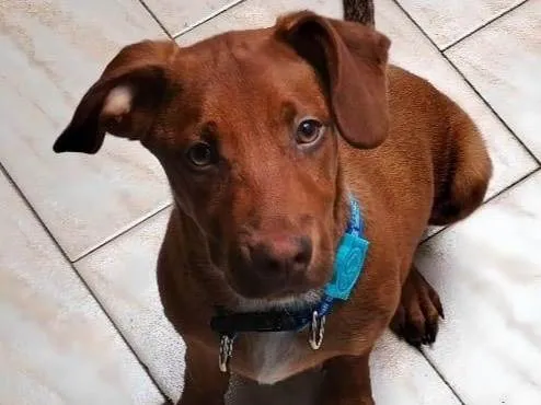 Cachorro ra a SRD-ViraLata idade 2 a 6 meses nome Romero