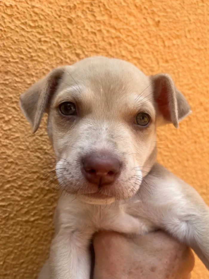 Cachorro ra a SRD-ViraLata idade 2 a 6 meses nome João 