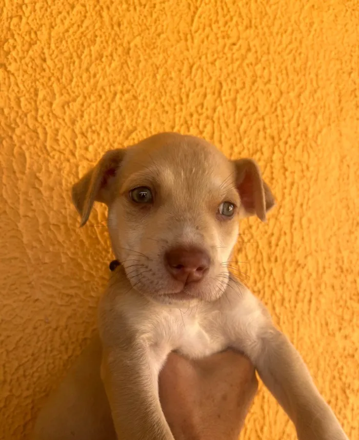 Cachorro ra a SRD-ViraLata idade 2 a 6 meses nome João 