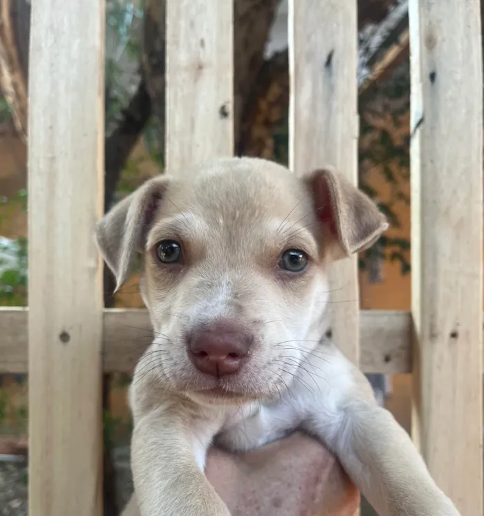 Cachorro ra a SRD-ViraLata idade 2 a 6 meses nome João 