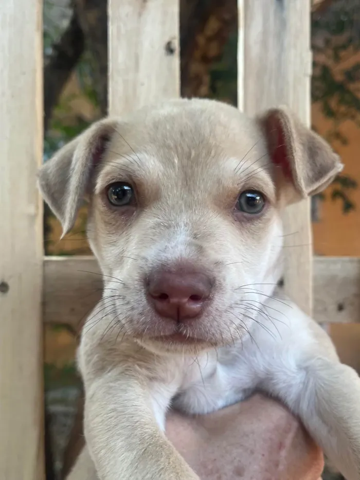 Cachorro ra a SRD-ViraLata idade 2 a 6 meses nome João 