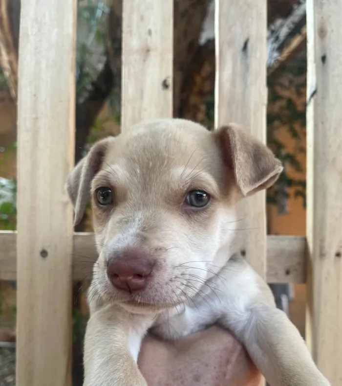 Cachorro ra a SRD-ViraLata idade 2 a 6 meses nome João 