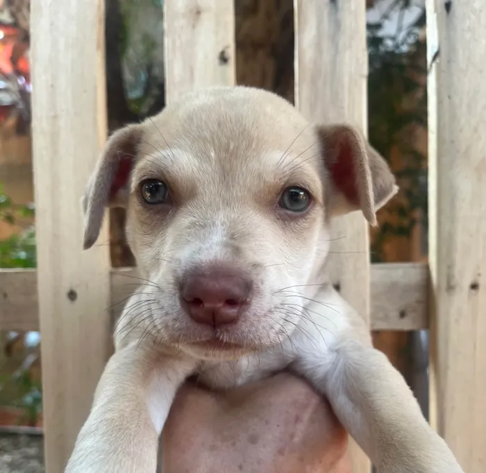 Cachorro ra a SRD-ViraLata idade 2 a 6 meses nome João 