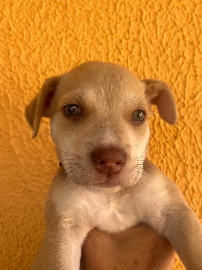 Cachorro ra a SRD-ViraLata idade 2 a 6 meses nome João 