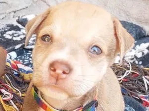 Cachorro raça SRD-ViraLata idade 2 a 6 meses nome João 