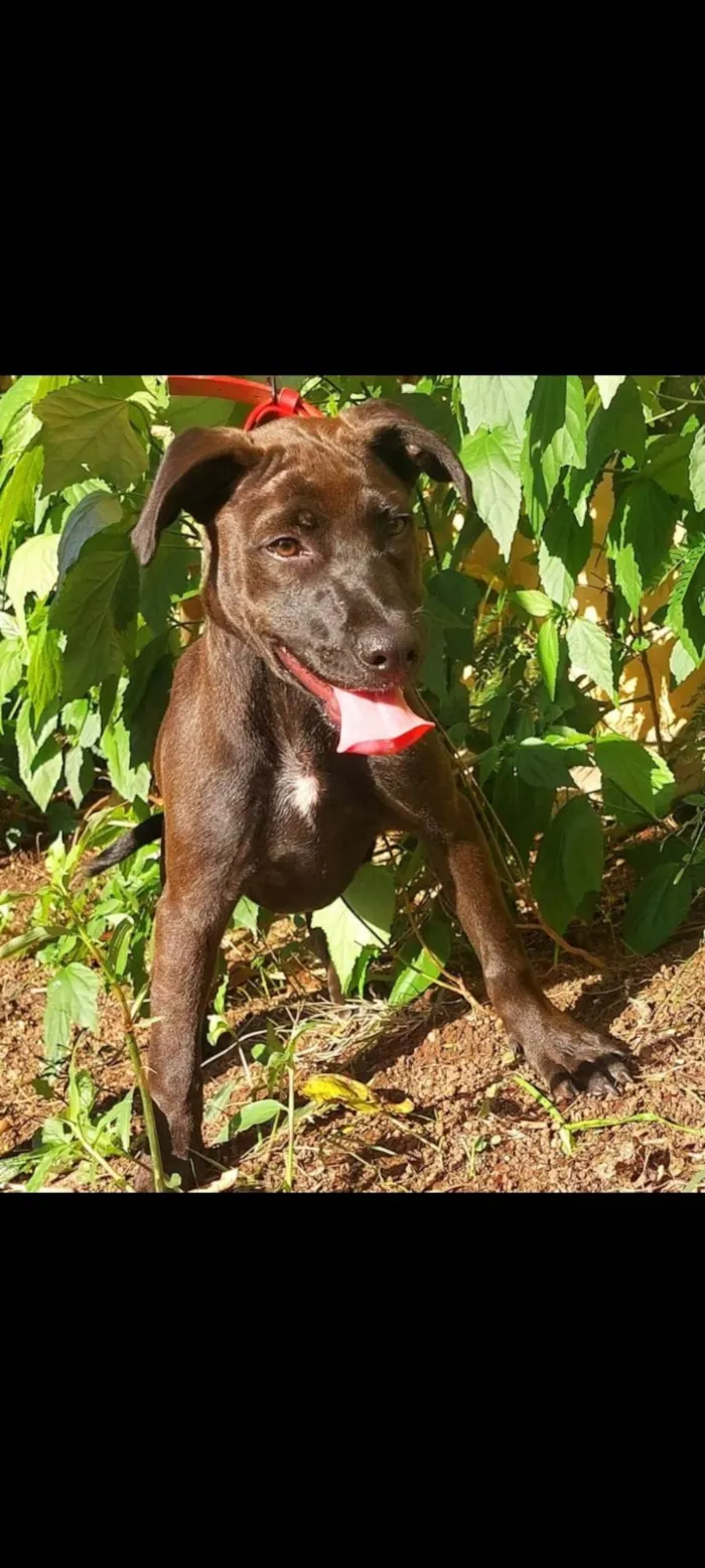 Cachorro ra a SRD-ViraLata idade 7 a 11 meses nome Ozzy