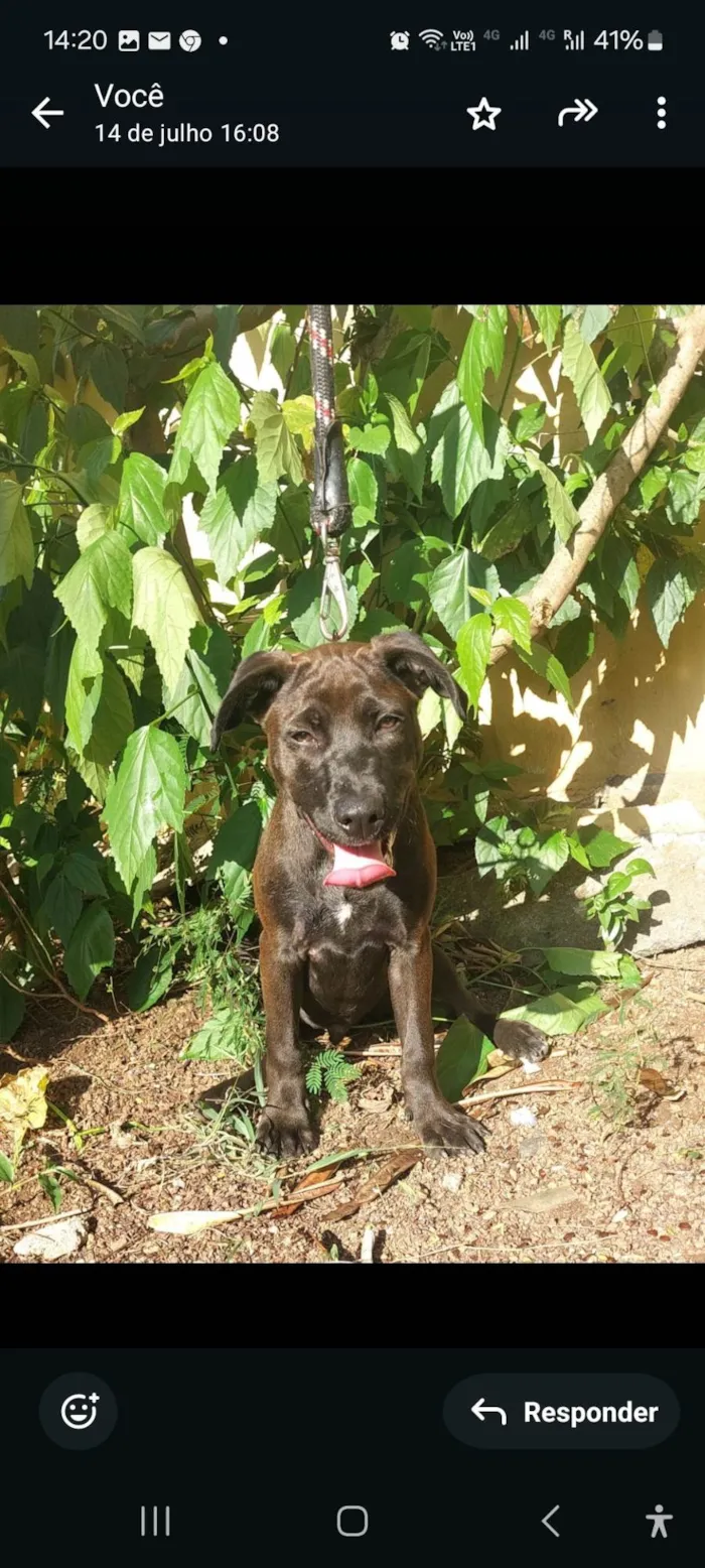 Cachorro ra a SRD-ViraLata idade 7 a 11 meses nome Ozzy