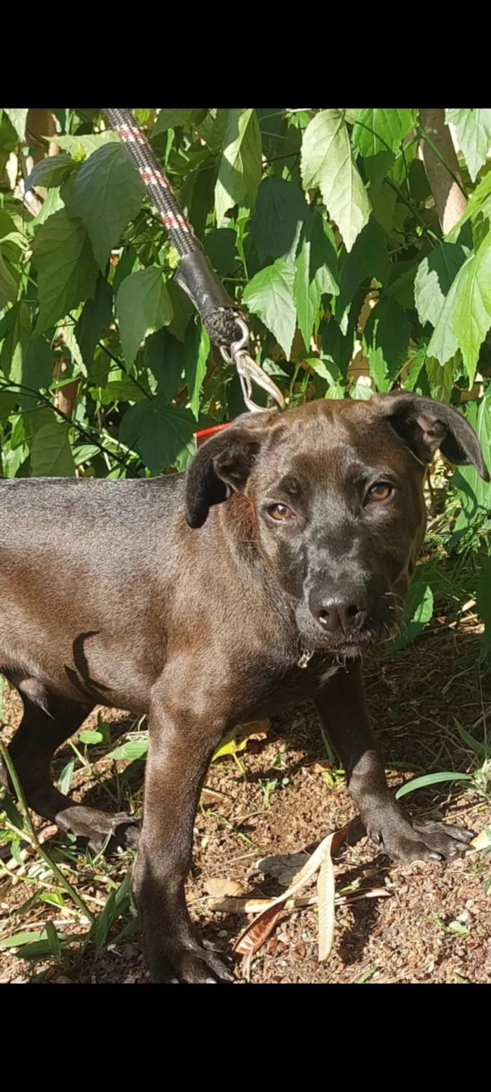 Cachorro ra a SRD-ViraLata idade 7 a 11 meses nome Ozzy