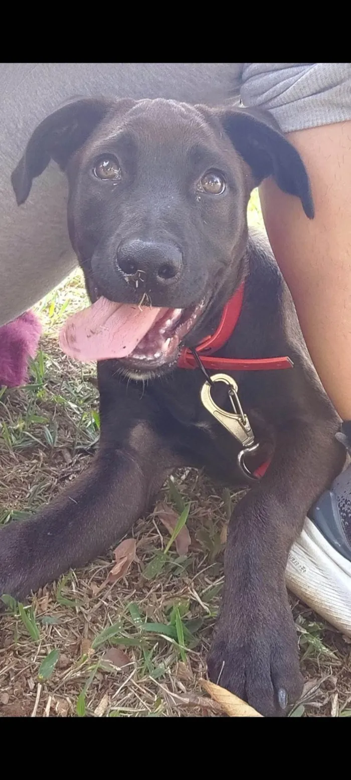 Cachorro ra a SRD-ViraLata idade 7 a 11 meses nome Ozzy