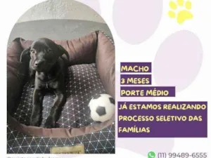 Cachorro raça SRD-ViraLata idade 2 a 6 meses nome Joe