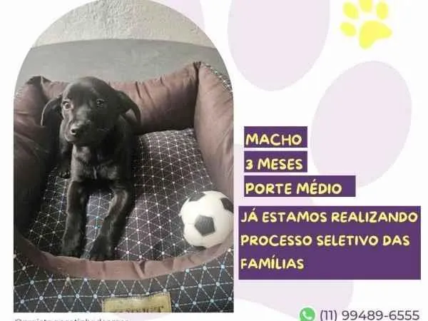 Cachorro ra a SRD-ViraLata idade 2 a 6 meses nome Joe