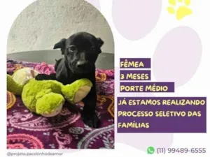 Cachorro raça SRD-ViraLata idade 2 a 6 meses nome Leslie