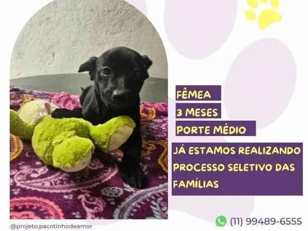 Cachorro ra a SRD-ViraLata idade 2 a 6 meses nome Leslie