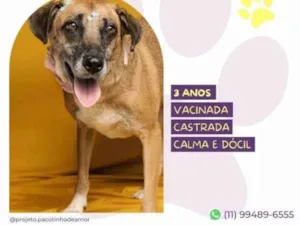 Cachorro raça SRD-ViraLata idade 2 a 6 meses nome Stella