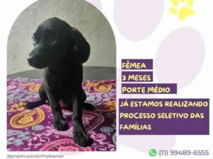 Cachorro raça SRD-ViraLata idade 2 a 6 meses nome Emily