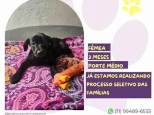 Cachorro raça SRD-ViraLata idade 2 a 6 meses nome Donna