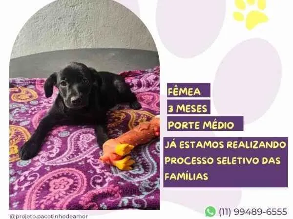 Cachorro ra a SRD-ViraLata idade 2 a 6 meses nome Donna