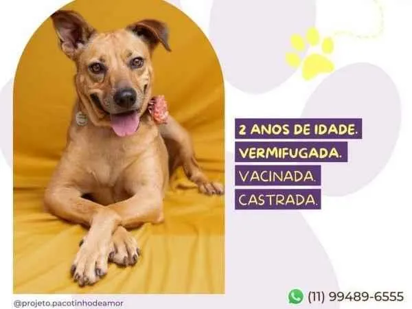 Cachorro ra a SRD-ViraLata idade 1 ano nome Caramela