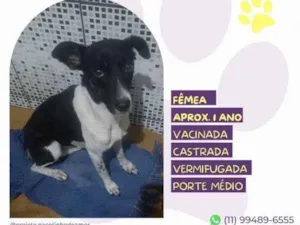 Cachorro raça SRD-ViraLata idade 1 ano nome Matilda