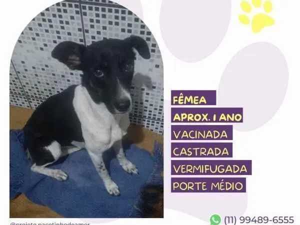 Cachorro ra a SRD-ViraLata idade 1 ano nome Matilda