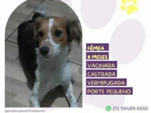 Cachorro raça SRD-ViraLata idade 1 ano nome Lilica