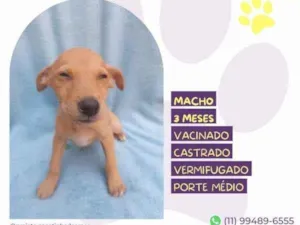 Cachorro raça SRD-ViraLata idade 2 a 6 meses nome Buck