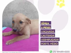 Cachorro raça SRD-ViraLata idade 2 a 6 meses nome Athena