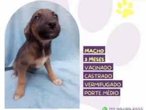 Cachorro raça SRD-ViraLata idade 2 a 6 meses nome Bobby