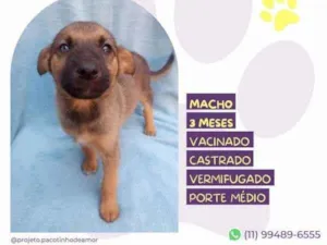 Cachorro raça SRD-ViraLata idade 2 a 6 meses nome Eddie