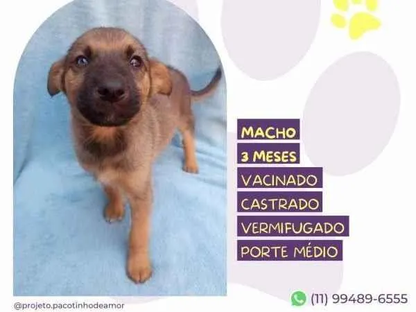 Cachorro ra a SRD-ViraLata idade 2 a 6 meses nome Eddie