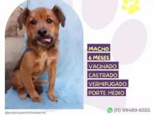 Cachorro raça SRD-ViraLata idade 1 ano nome Kolbi