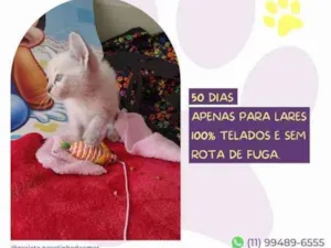 Cachorro raça SRD-ViraLata idade 1 ano nome Duquesa