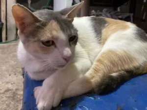 Gato raça SRD-ViraLata idade 2 a 6 meses nome mirtes