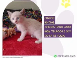 Gato raça SRD-ViraLata idade 2 a 6 meses nome Sparks