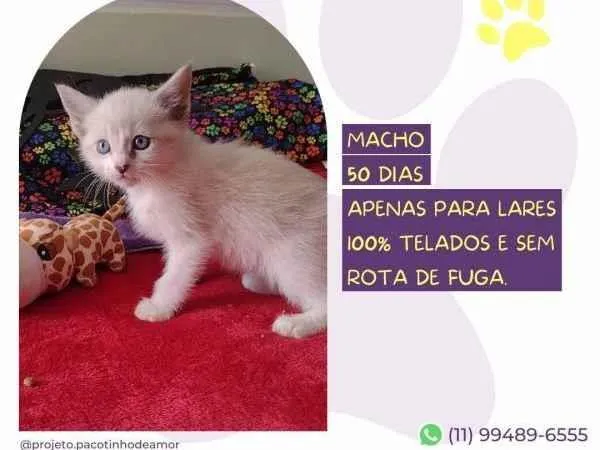 Gato ra a SRD-ViraLata idade 2 a 6 meses nome Sparks